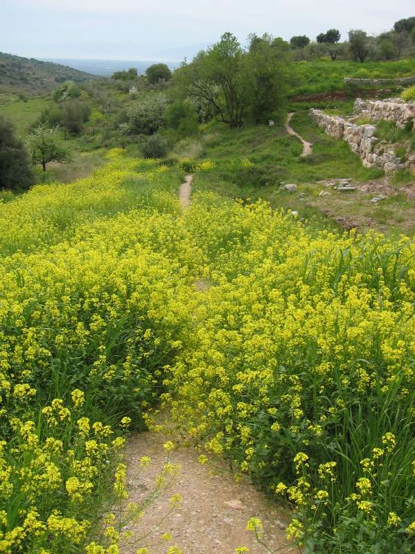 Mycenae