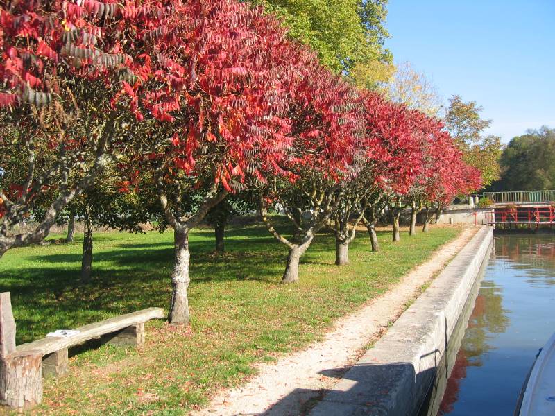 Trees at a watergate