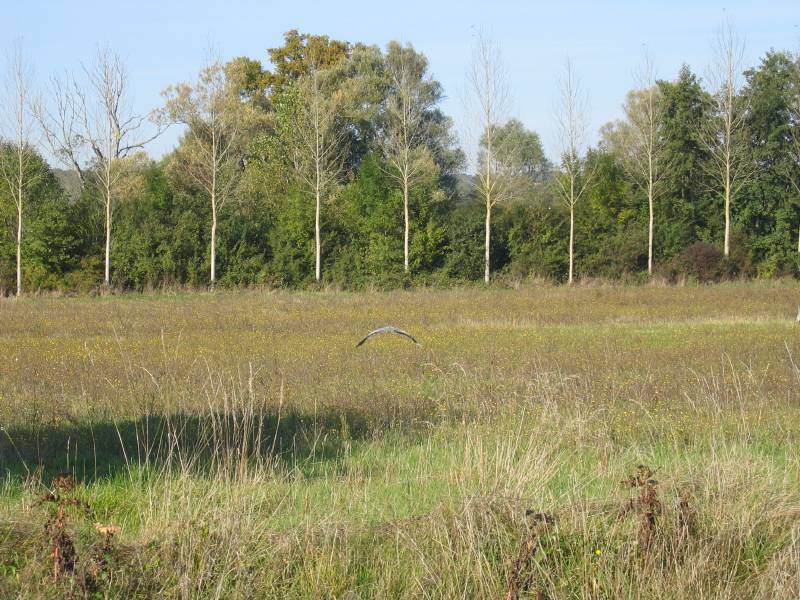 Flying heron