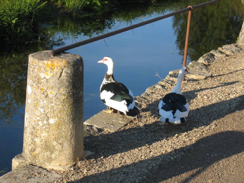 Ducks