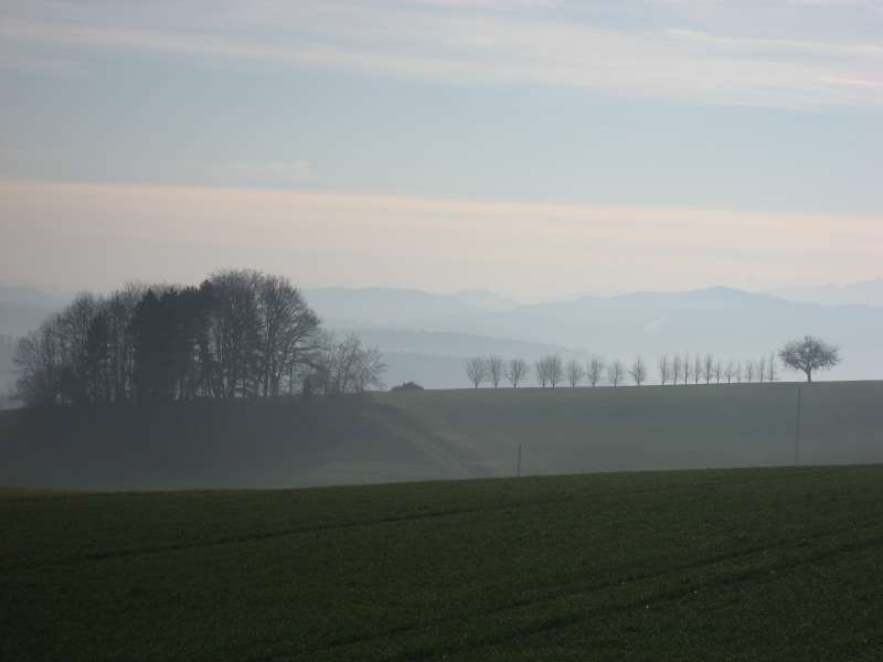 The view