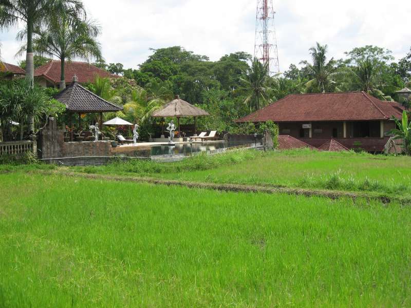 Rice fields