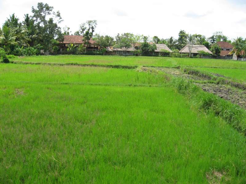 Rice fields