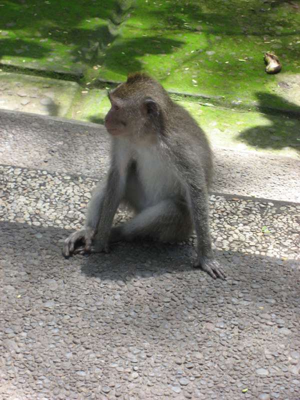 The sacred monkey forest sanctuary