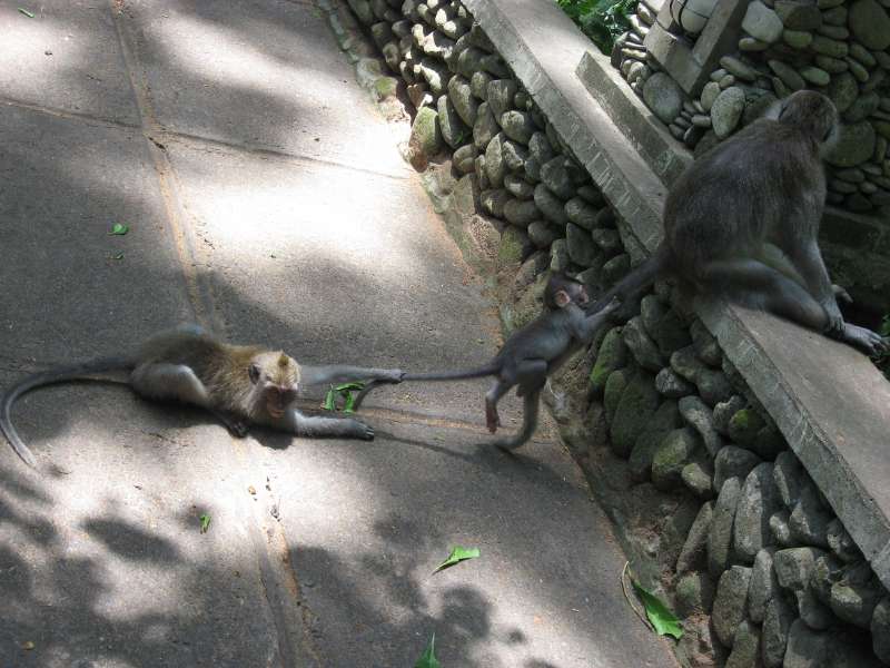 Balinese Macaques