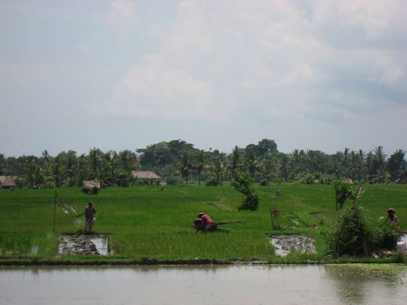 Rice fields