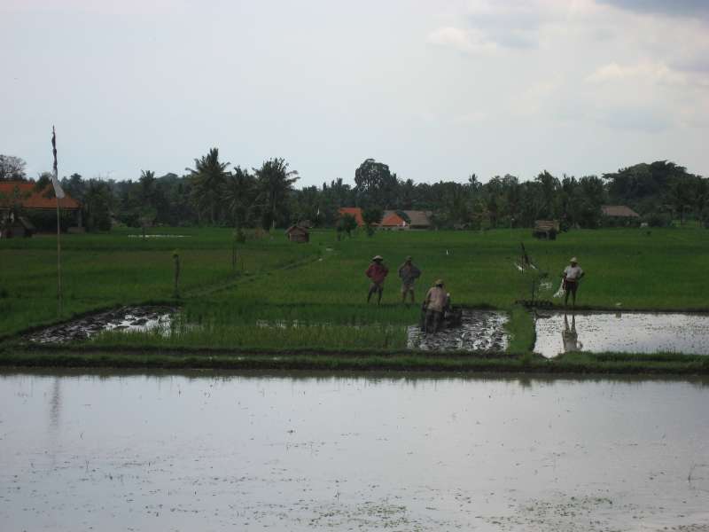 Rice fields