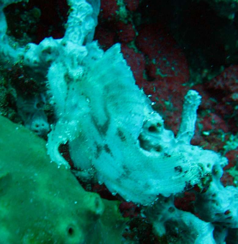 Leaf Scorpionfish