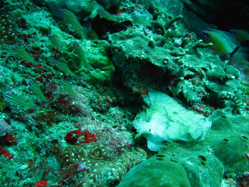 Leaf Scorpionfish