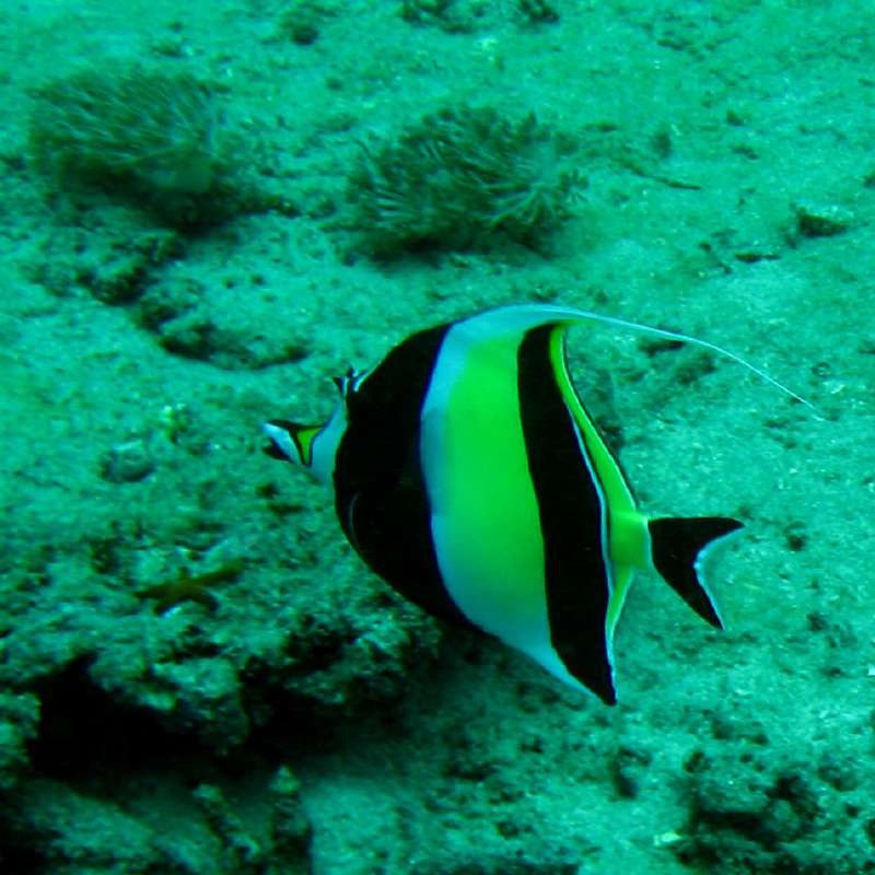 Moorish Idol