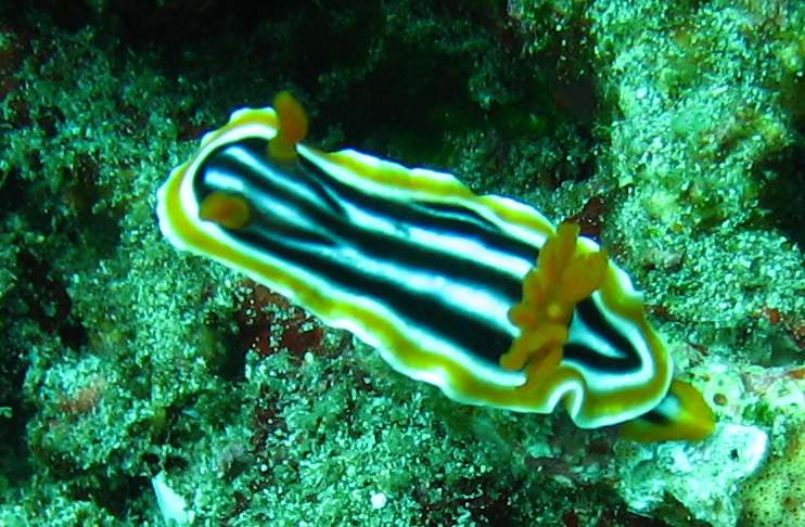 Nudibranch