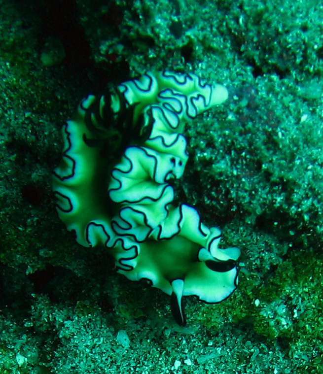 Nudibranch