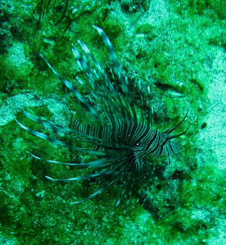 Common Lionfish