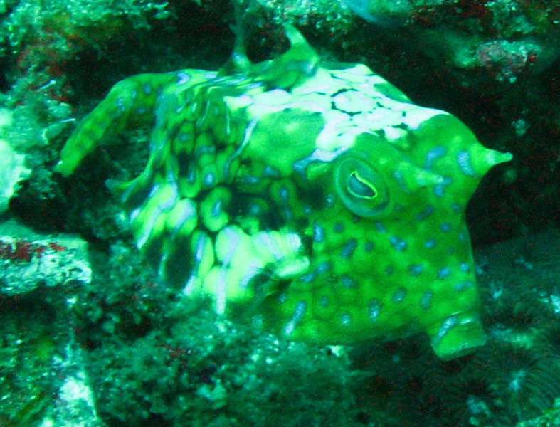 Thornback Cowfish