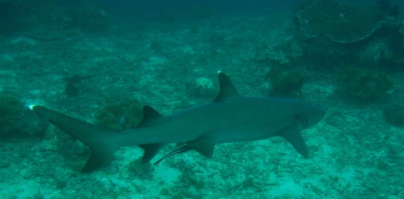 White-Tip Reef Shark
