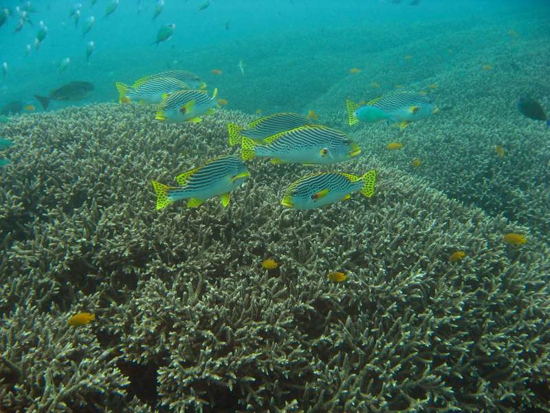 Diagonal-Banded Sweetlips