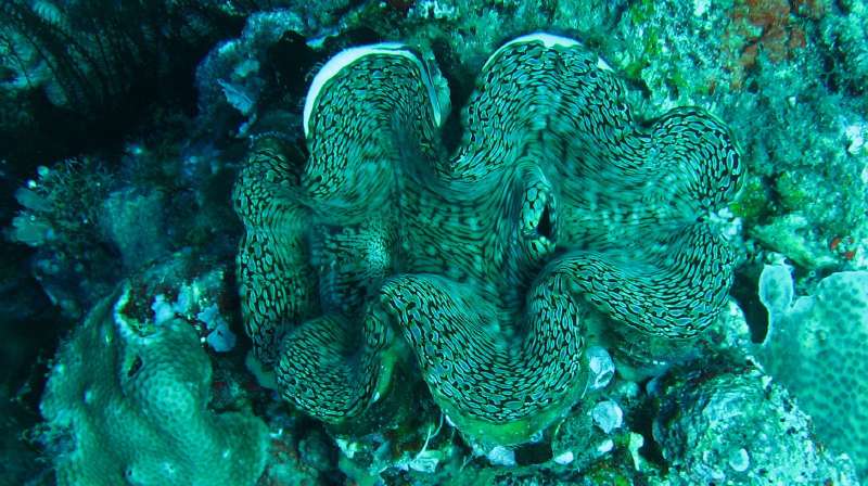 Giant Clam