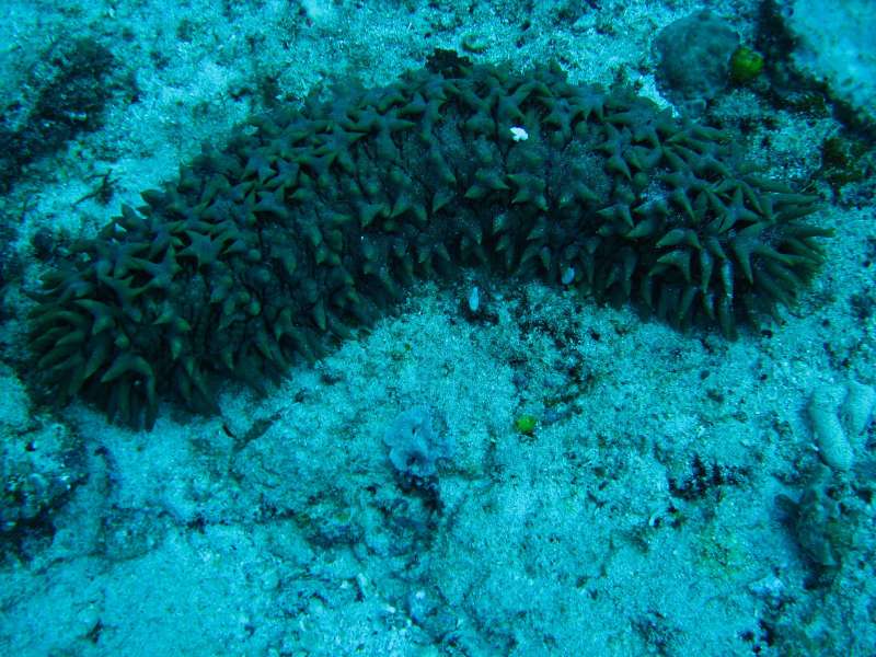 Sea Cucumber