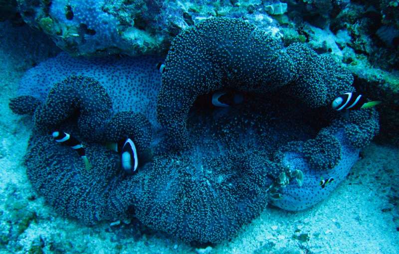 Clark's Anemonefish