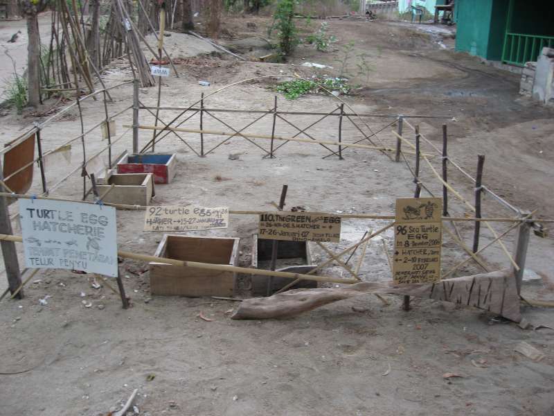 Turtle Hatchery on Gili Trawangan