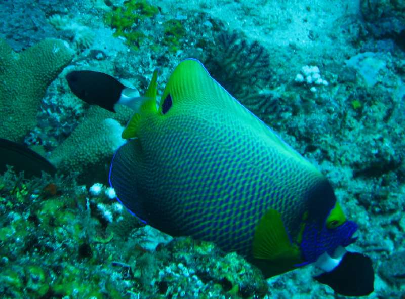 Yellow-Masked Angelfish