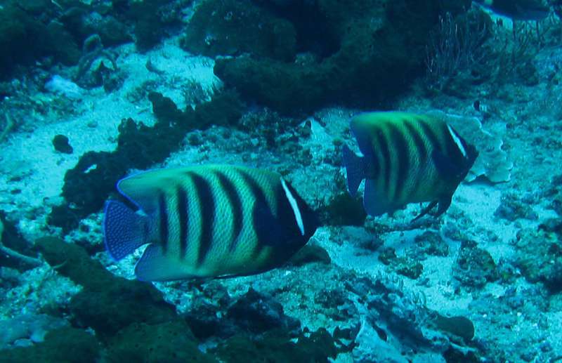 Sixbanded Angelfish