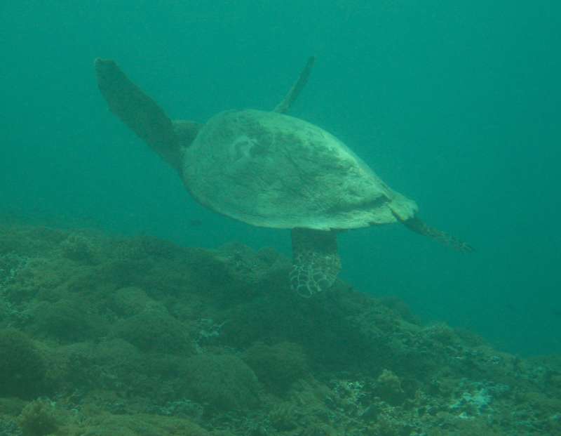 Turtle
