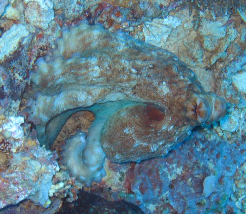 Reef Octopus