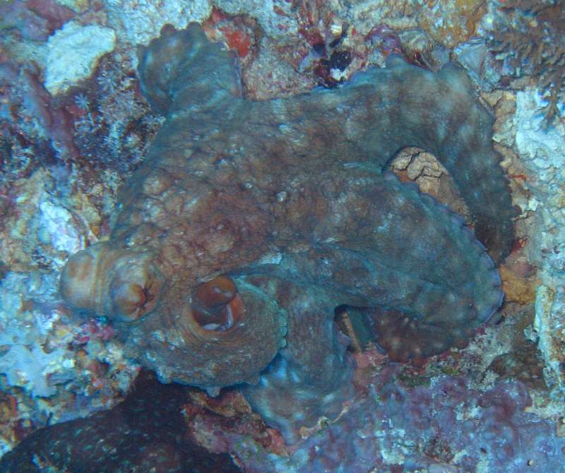 Reef Octopus