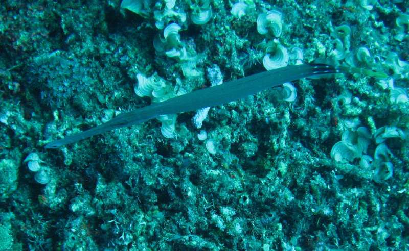 Trumpetfish