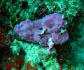 Leaf Scorpionfish