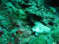 Leaf Scorpionfish