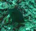 Samsonite Boxfish