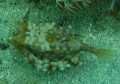 Cow-Horn Boxfish