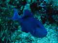 Red-toothed Triggerfish
