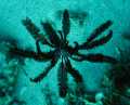 Swimming Feather Star
