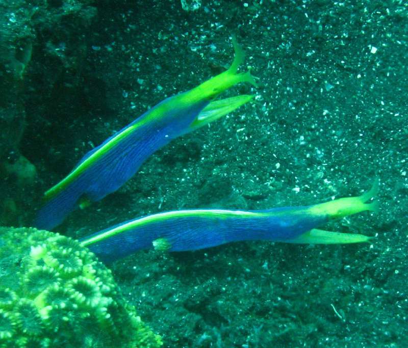 Ribbon Eels