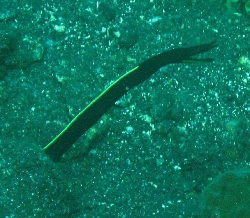 juvenile Ribbon Eel