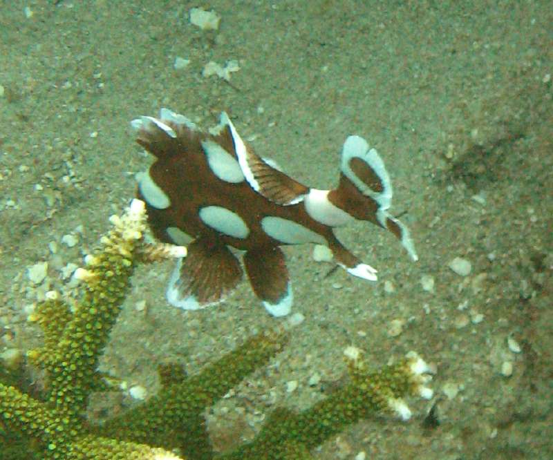 juvenile Sweetlips