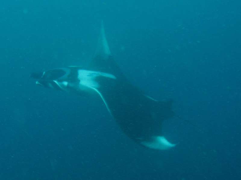 Manta Ray