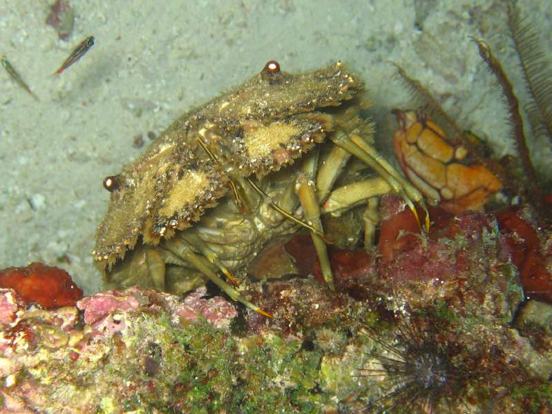 Slipper Lobster