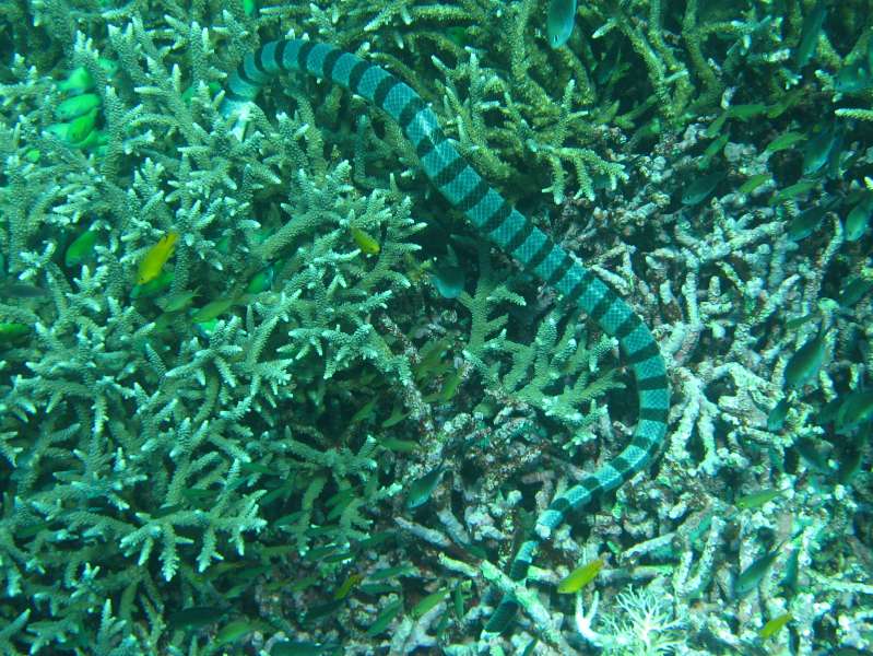 Banded Sea Snake