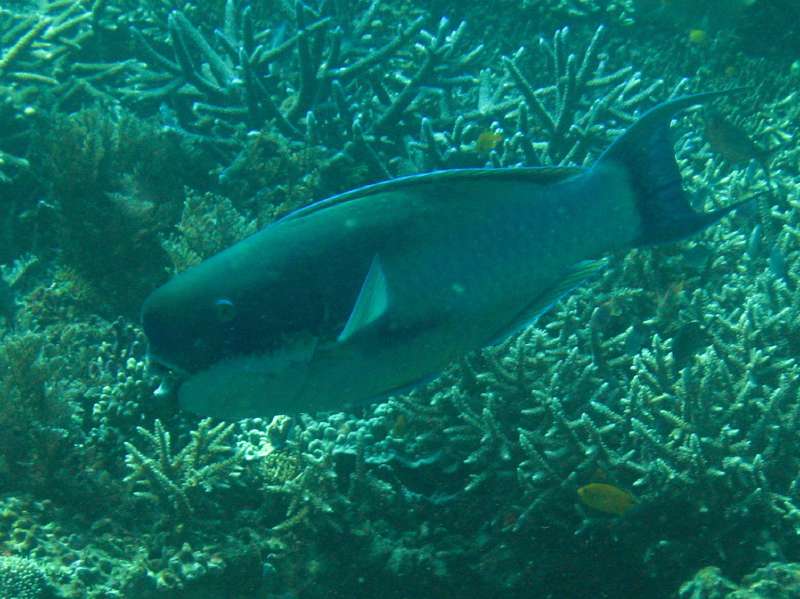 Steephead Parrotfish