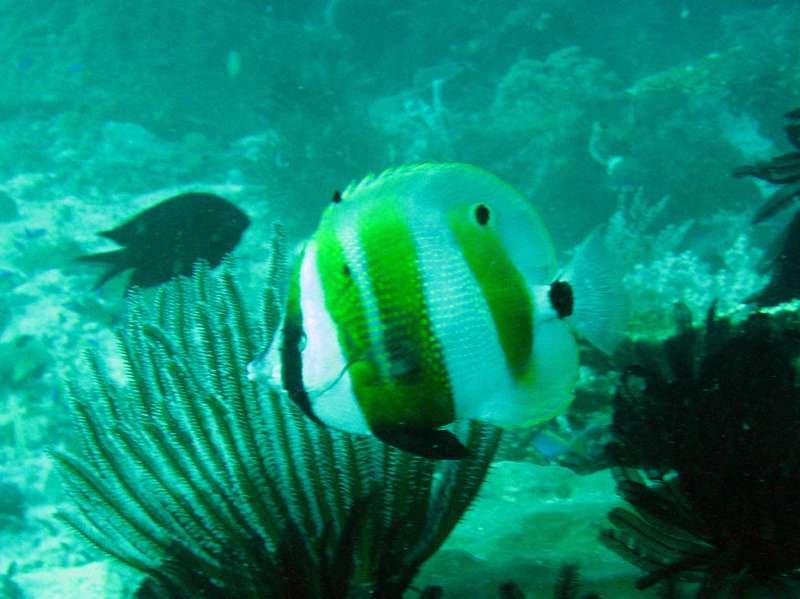 Orange-Banded Coralfish