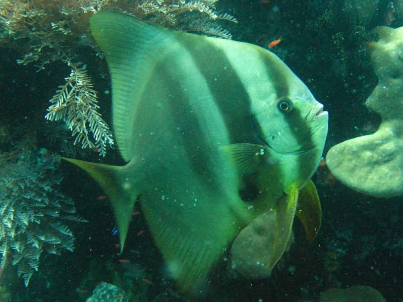 Longfin Spadefish