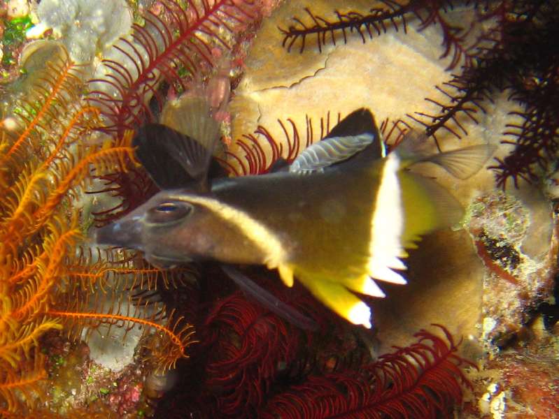 Humphead Bannerfish with Parasite