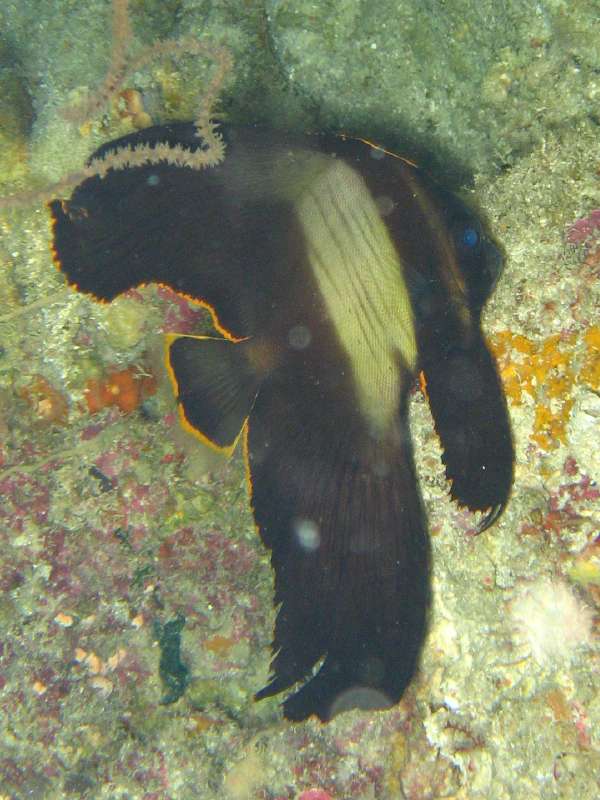 old juvenile Pinnate Spadefish