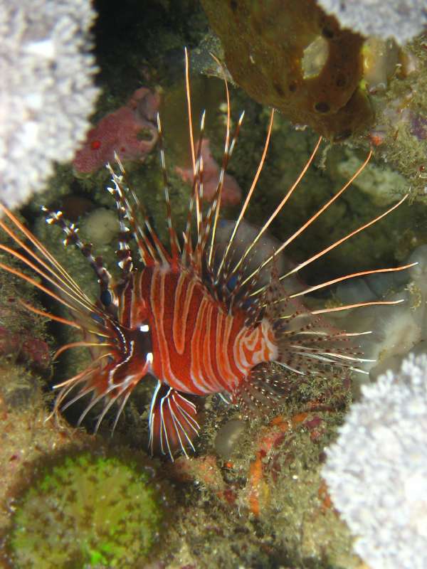 Spotfin Lionfish