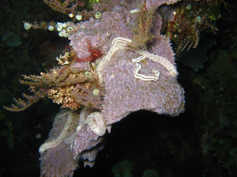 Sea Cucumber