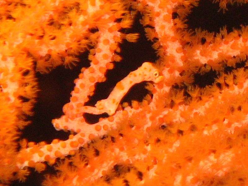 Pygmy Seahorse